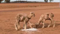 Drought-australia_shabavizparvaz_200.jpg