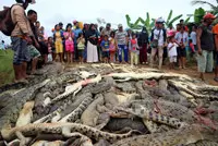 crocodile_indonesia_shabavizparvaz_200.jpg