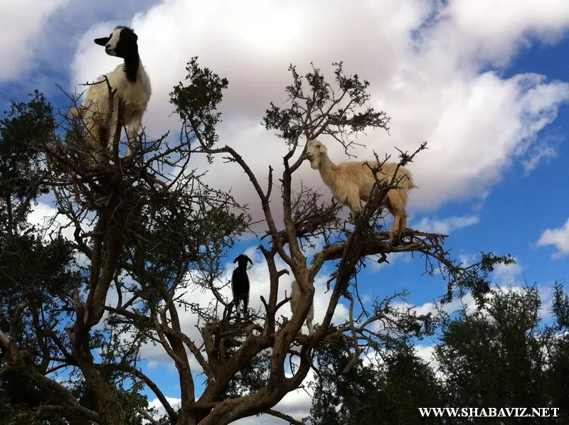 goats_trees_shabaviz.net0004.jpg