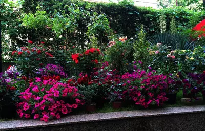 هتل رکس بلگراد هتل رکس بلگراد