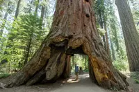 tree_california_shabavizparvaz_200.jpg