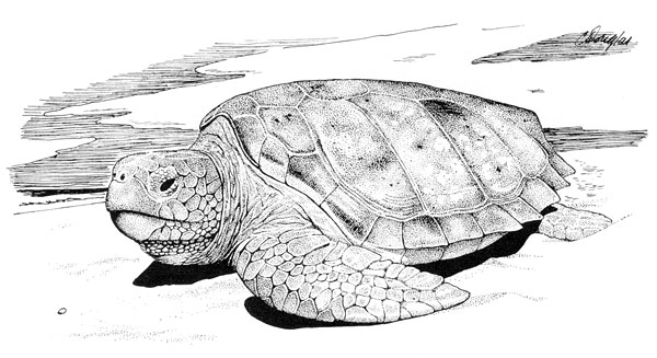 249_i_caretta_caretta_p