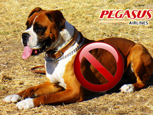 Boxer_pegasus Boxer_pegasus