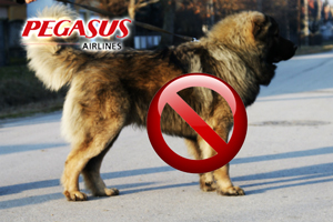 Caucasian_pegasus Caucasian_pegasus