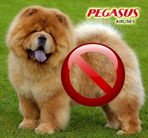 Chow_Chow_dog_pegasus Chow_Chow_dog_pegasus