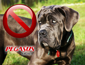 Mastiff_pegasus Mastiff_pegasus