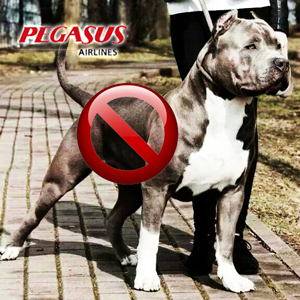 american_pitbull_pegasus american_pitbull_pegasus