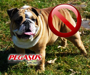 bulldog_pegasus bulldog_pegasus