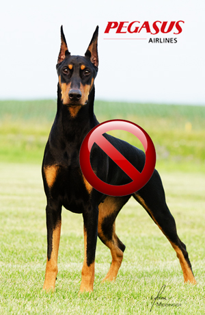 demor_dobermans_pegasus demor_dobermans_pegasus