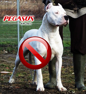 doga_argentinos_pegasus doga_argentinos_pegasus