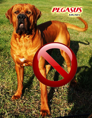 japanese_tosa_pegasus japanese_tosa_pegasus