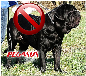 mastino_pegasus mastino_pegasus
