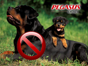 rottweilers_pegasus_ rottweilers_pegasus_