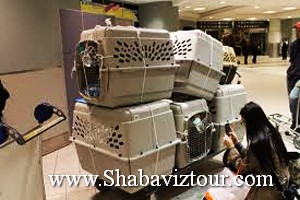 pegasus_law_pet pegasus_law_pet