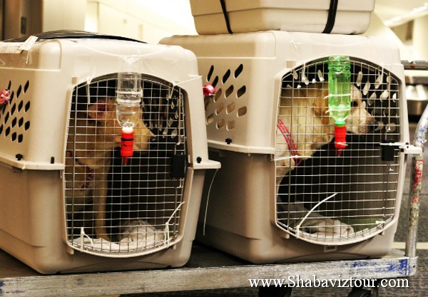 pegasus_law_pet_001 pegasus_law_pet_001