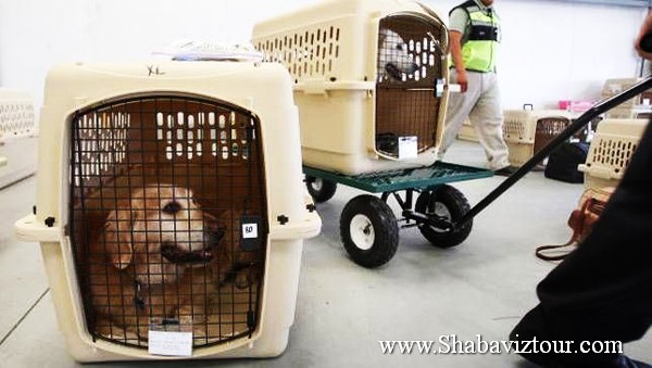 pegasus_law_pet_002 pegasus_law_pet_002