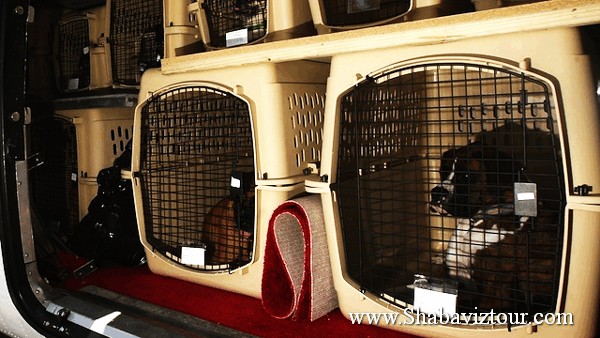 pegasus_law_pet_003 pegasus_law_pet_003